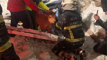 Düzce'de kardan çatısı çöken ahırda mahsur kalan büyükbaşlar kurtarıldı