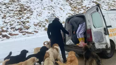 Gaziantep'te sokak hayvanları için 5 ton mama ve yem bırakıldı