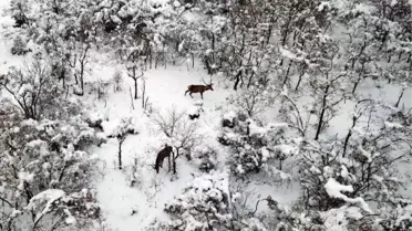 ÖZEL YEMLERLE BESLENEN KIZIL GEYİKLER, DRONLA GÖRÜNTÜLENDİ