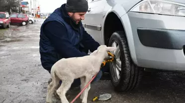 Annesini kaybeden kuzu, lastik tamirhanesinin maskotu oldu