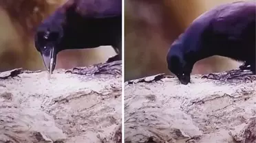 Kargalar gerçekten sanıldığı kadar zeki hayvanlar mı? Yayınlanan son video tartışmaları sona erdirecek