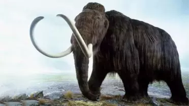 Mamutlar dünyaya geri mi dönüyor! Mamut genleri ile Asya fillerinin DNA'ları birleştirilecek