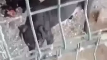 HATAY'DA HAYVANLARIN O GÖRÜNTÜLERİNE SORUŞTURMA VE PARA CEZASI