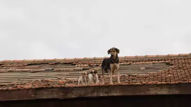 Gaziantep'te çatıda mahsur kalan köpek ve 12 yavrusu kurtarıldı