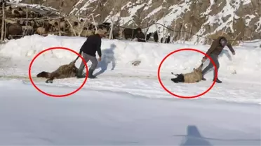 Gebe koyunlar ölüyor! Son bir haftada kayıp sayısı 20'ye çıktı