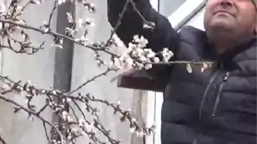 ÇANAKKALE'DE BADEM AĞACI ÇİÇEKLENDİ