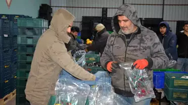 Romanya, Makedonya, Ukrayna'ya ayva ve karyağdı armudu ihracatı