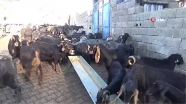 Görenler şaşırıyor... Kilis'te bir oğlak 'gözü alnında' dünyaya geldi