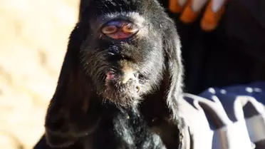 Yeni doğmuş oğlağı görenler şaştı kaldı! Gözleri alnında