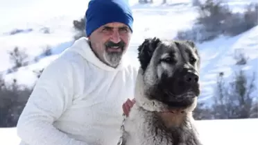 KANGAL KÖPEĞİ İNSANA YÖNELİK 'ÖLDÜR', 'SALDIR' VEYA 'ISIR' KOMUTUNA UYMUYOR