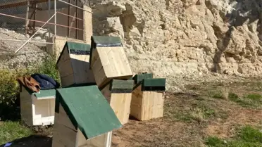 Şanlıurfa'da kelaynak yuvalarının sayısı artırıldı