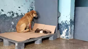Avcılar zehirlenen hamile köpek 5 yavru dünyaya getirdi