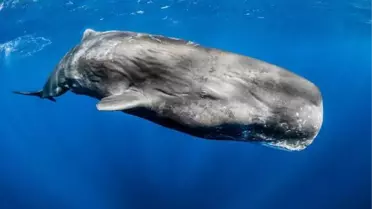 Türkiye kıyılarındaki balinalar tehlikede