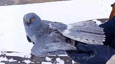 Tavşanlı'da yaralı bulunan Gökçe Delice Kuşu tedavi edilecek