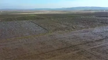 BALIKESİR - Gönen ve Manyas ovalarındaki çeltik tarlalarına 'bereket' yağdı