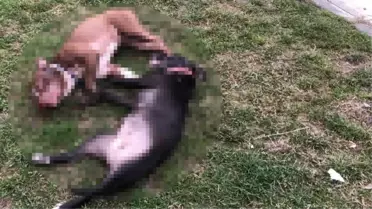 Pitbull köpekleri kafalarına sıkarak öldürdüler! Üstelik bunu çocuk parkında yaptılar