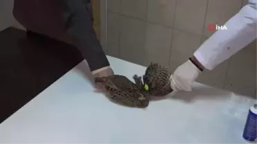 Nesli tükenmekte olan yaralı turaç tedaviye alındı