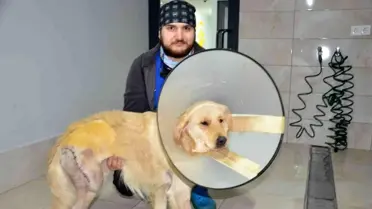 Ordu'da otomobil sürücüsü aracını antrenörün üzerine sürdü, köpek yaralandı