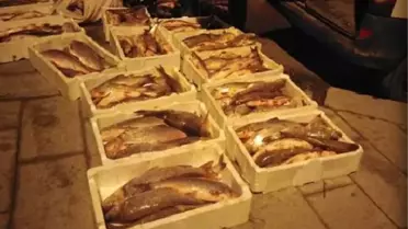 Terkos Gölü'nde kaçak avlanan 400 kg Akbalığa el konuldu