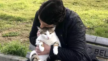 Dünya Kediler Günü'nde kediler ücretsiz muayene edildi