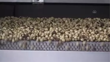 Ordulu firmanın ürettiği fındık ve mamulleri 52 ülkeye ihraç ediliyor