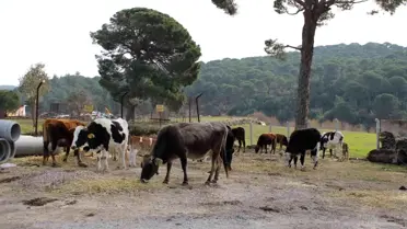 Onlar sadece süt veren inek değil, aynı zamanda ormanları yangınlardan koruyan görevliler
