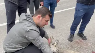 Yol kenarında bulunan yaralı karaca tedaviye alındı