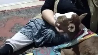 Erken doğan buzağıya evlerinde bebek gibi bakıyorlar
