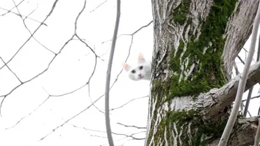 Ağaca çıkıp inemeyen kediyi itfaiye kurtardı... 'Zeus' 10 dakikalık çalışma ile sahibine verildi