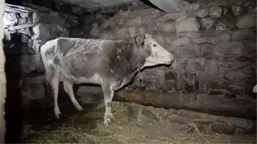 Ameliyattan sonra 'Şere' yaşamını ahırda değil evde sürdürüyor