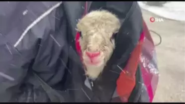 Kar altında doğan kuzusunu üşümesin diye sırt çantasında taşıdı
