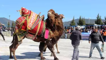 Bodrum'da develer kıyasıya mücadele etti