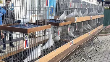 Denizli'nin en güzel güvercinleri yarışmayla belirlendi