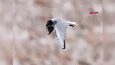 KURAKLIKTAN KURTULAN AVLAN GÖLÜ'NDE İKİ SÜRPRİZ