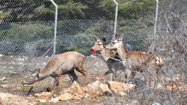 Spil Dağı'na kızıl geyik salındı... Doğaya salınan geyikler kartpostallık görüntüler oluşturdu