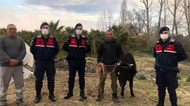 Son dakika 3. sayfa: Kaybolan inek, jandarma tarafından bulunup sahibine teslim edildi