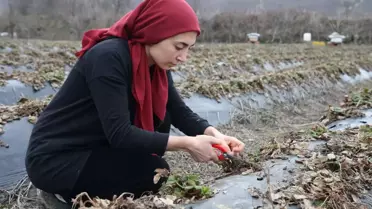 Genç kadın çiftçi ürettiği çileklerden Cumhurbaşkanı Erdoğan'a hediye etmek istiyor