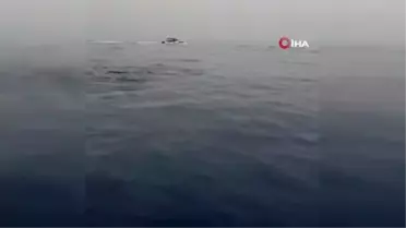 Antalya'da yunus sürüsü, tekneye böyle eşlik etti