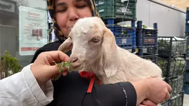 'Şanslı' oğlak, çay ocağının neşesi oldu