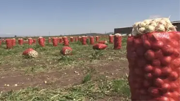 Amik Ovası'nda mevsimlik işçileri ramazanda mesaide