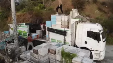 Gezgin arıcıların yayla yolculuğu başladı (1)