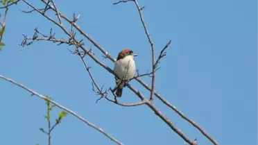 ZEYTİNPARK, GÖÇMEN KUŞLARIN YUVASI OLDU