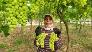 Mersin'de örtü altında yılın ilk üzüm hasadı yapıldı