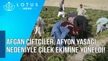 Video: Afgan Çiftçiler, Afyon Yasağı Nedeniyle Çilek Ekimine Yöneldi