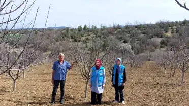 Hisarcık'ta elma bahçelerinde hastalık kontrolü