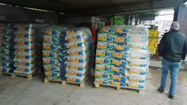 Kastamonu'da üreticilere 27 ton çeltik tohumu dağıtıldı