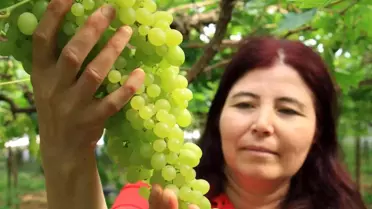 Kilosu 130 TL...Turfanda üzümler Avrupa yolunda