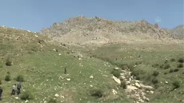 Şırnak'ta soğanı toprakta kalması şartıyla toplanan 'yılan yastığı' ihraç ediliyor