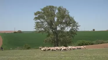 Sütü Elinde Kalan Üretici: '60 Sene Sonunda Bunu da Gördük Sütlerimiz Kaldı'