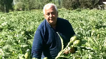 Kazdağları'nın eteklerinde enginar hasadı başladı